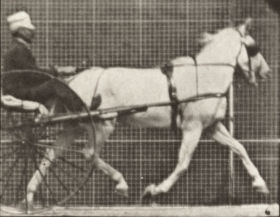 Plate 611 'Katydid' trotting, harnessed to sulky — figure reference